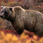 Αρκούδα καταδίωξε αναβάτη κοντά στην Κλεισούρα