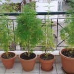 Καστοριά: Σε γλάστρες στο μπαλκόνι καλλιεργούσε την κάνναβη – Αναζητείται ο δράστης