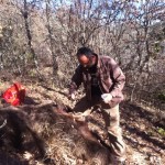 Καστοριά: Φόνος δύο αρκούδων στον Πολυκέρασο – Η ανακοίνωση του “Αρκτούρου”