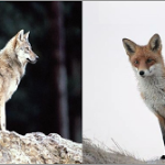Καστοριά:Ο λύκος, η αλεπού και το κιούπι με το μέλι.