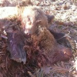 Μήνυση κατέθεσαν οι κυνηγοί για τη θανάτωση των δυο αρκούδων – Η μαρτυρία του Ομοσπονδιακού Θηροφύλακα