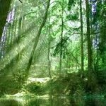 Υπογράφτηκε το σχέδιο Προγραμματικής Σύμβασης για την προστασία δημοσίων δασών και δασικών εκτάσεων