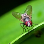 Διαβάστε τους 5 απλούς τρόπους για να απαλλαγείτε για πάντα από τις μύγες