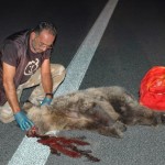 Ατύχημα με θύμα αρκούδα στον κάθετο άξονα Σιάτιστα-Κρυσταλλοπηγή
