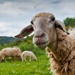 Αυξάνονται τα Κρούσματα του Καταρροϊκού πυρετού των προβάτων Τι πρέπει να προσέχουν οι κτηνοτρόφοι
