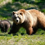 ΚΑΣΤΟΡΙΑ:Συγκροτήθηκε Επιτροπή Διαχείρισης Κρίσεων με αρκούδες