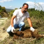 Η ανακοίνωση του Αρκτούρου για το νεκρό αρκουδάκι από ατύχημα σε επαρχιακό δρόμο