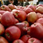 Προβλήματα απορρόφησης αντιμετωπίζει η ελληνική παραγωγή μήλων σε εγχώρια και διεθνή αγορά