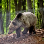 Οι αρκούδες στο Καταφύγιο ξύπνησαν και υποδέχονται την Άνοιξη