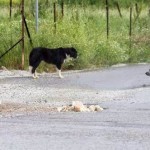 Ξεφορτώνουν αδέσποτα σκυλιά τα βράδια σε περιοχές του Δήμου Καστοριάς!