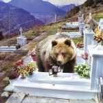 Γρεβενά: Αρκούδες τρέφονται από το λάδι των καντηλιών σε νεκροταφεία