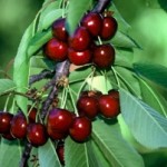 Κεράσια: Το θαυματουργό φρούτο του καλοκαιριού