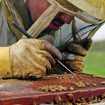 Οι Επιστήμονες Ανακάλυψαν Τι Σκοτώνει Τις Μέλισσες Και Είναι Χειρότερα Από Ότι Νομίζατε!!!