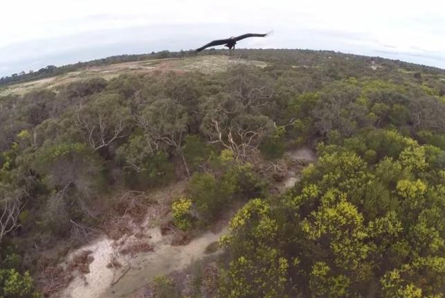 Australian-eagle-takes-down-drone-with-talon-punch.jpg