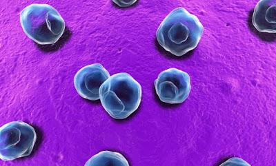 Chlamydia-trachomatis_93.jpg