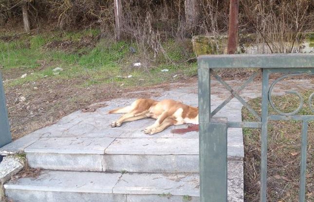 dog-fola13b.jpg