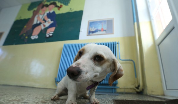 dog15c.jpg