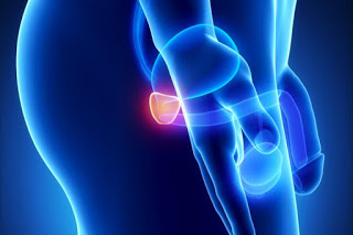 image-of-the-prostate-gland-from-the-side.jpg