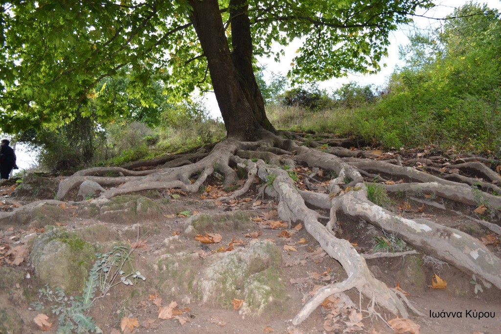 12005665_721802517950120_433196797_o