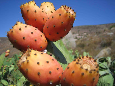 PickaPearoftheBigPawPaw.jpg