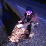Νεκρό Αρκουδάκι σε Τροχαίο στην Καστοριά (VIDEO)