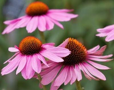 4890_2_fullsize.jpg