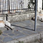 Δήμος Καστοριάς – Έρευνα αγοράς για: Προμήθεια Φαρμάκων Καταφυγίου Αδέσποτων Ζώων – Τεστ διάγνωσης για τη Λεϊσμανίαση