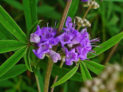 Vitex_agnus-castus_003-1.JPG