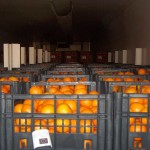 Η Π.Ε. Καστοριάς Παρέλαβε Μανταρίνια για Δωρεάν Διανομή