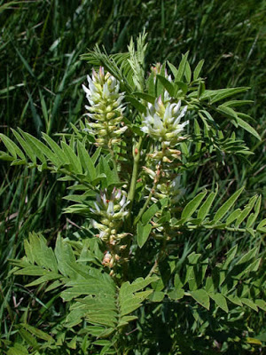 Glycyrrhiza-lepidota-Wild-Licorice.jpg