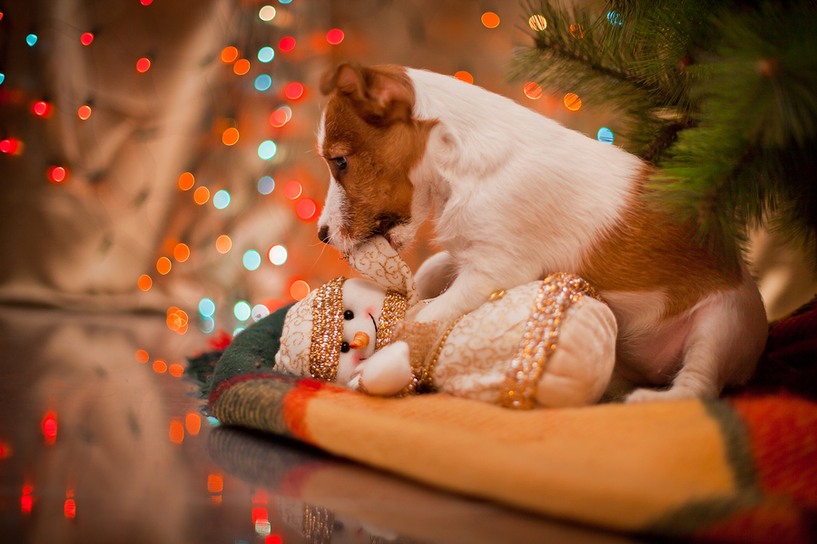 bigstock-Dog-Jack-Russell-Terrier-Pupp-74371225.jpg