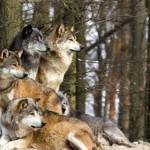 Λύκοι σε κατοικημένες περιοχές της Καστοριάς