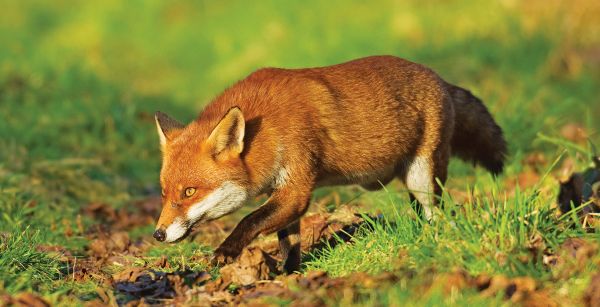 Red fox (Vulpes vulpes) Kent, UK