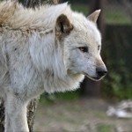 Δυτική Μακεδονία: Επίσκεψη στα Καταφύγια του Λύκου και της Αρκούδας στον Αρκτούρο