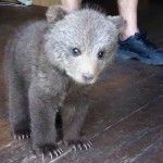 Καστοριά:Βίντεο με το μικρό αρκουδάκι