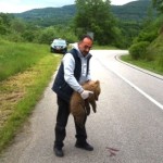 Άργος Ορεστικό: Σκοτώθηκε μικρό αρκουδάκι σε τροχαίο