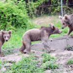 Τρία αρκουδάκια από τη Γεωργία και πέντε λύκοι από την Αυστρία φιλοξενούνται στο Περιβαλλοντικό Κέντρο