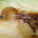 Γεωργικές προειδοποιήσεις για για καρπόκαψα της μηλιάς (cydia pomonella L., Lepidoptera: Tortricidae) στο νομό Καστοριάς