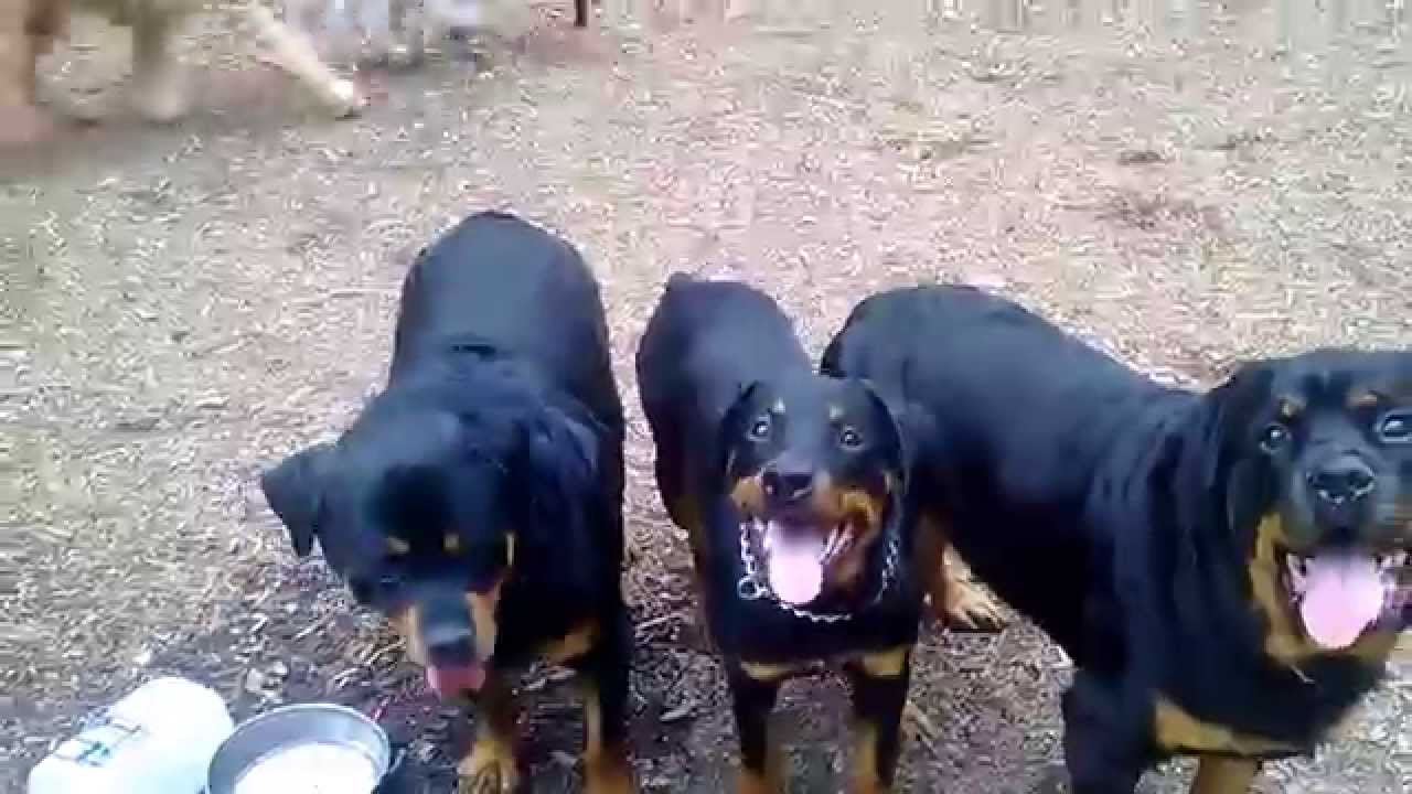 ROTTWEILER