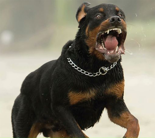 rottweiler