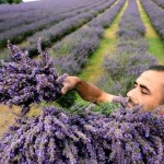 1000 στρέμματα σε νέους αγρότες για καλλιέργεια αρωματικών φυτών