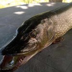 Καστοριά: Τούρνα γίγα ψάρεψε Πολυκαρπινός
