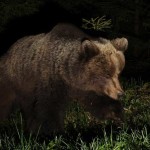 Μπαράζ επιθέσεων αρκούδας σε στάβλους με γουρούνια χθες το βράδυ στην περιοχή του δρόμου Χιλιοδένδρου – Άργους