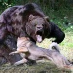 Η αρκούδα όρθια σαν άνθρωπος κτυπούσε με σανίδι τα σκυλιά του κοπαδιού και ο βοσκός κρύφτηκε σε ένα βαρέλι!