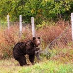ΑΠΙΣΤΕΥΤΟ: Τρίτη επίθεση αρκούδας μέσα σε 48 ώρες στο Χιλιόδενδρο!