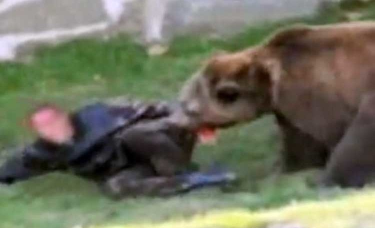 Αποτέλεσμα εικόνας για επιθεση απο αρκουδα