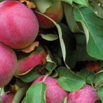 Ερώτηση του ΚΚΕ στη βουλή για τις ζημιές από παγετό σε καλλιέργειες μήλων και αχλαδιών στην ΠΕ Καστοριάς