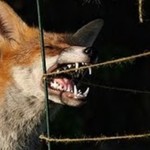 Αντιπεριφέρεια Καστοριάς: Στόχος είναι η συλλογή 33 αλεπούδων – 50€ η μία