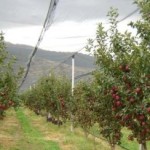 Έως 9.000 ευρώ εφάπαξ επιδότηση για φύτευση δένδρων με το νεο ΕΣΠΑ