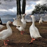 Τμήμα Περιβάλλοντος της Π.Ε. Καστοριάς: Θέμα για πάπιες και χήνες στην Νότια Παραλία